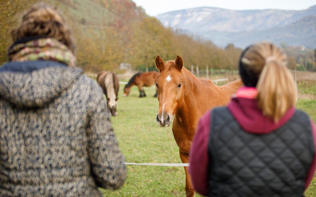 Comment promouvoir son stage d&rsquo;équitation ?