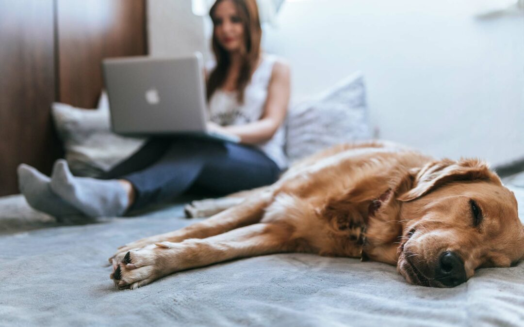 Le marketing de contenu pour les entrepreneurs animaliers